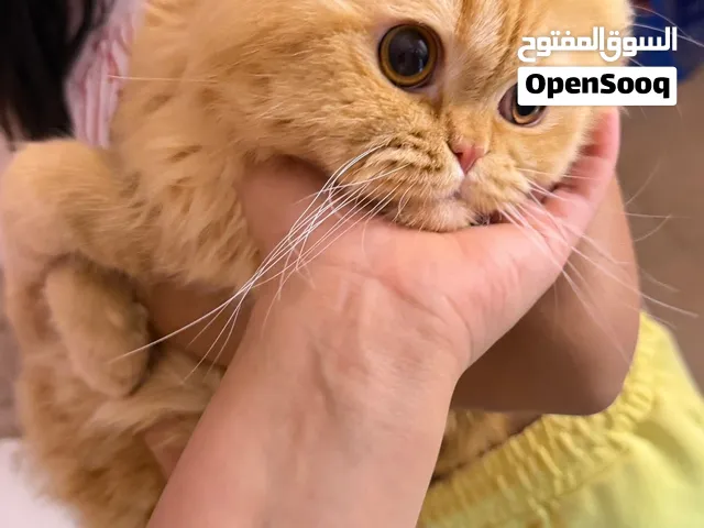 قط بيكي فيس