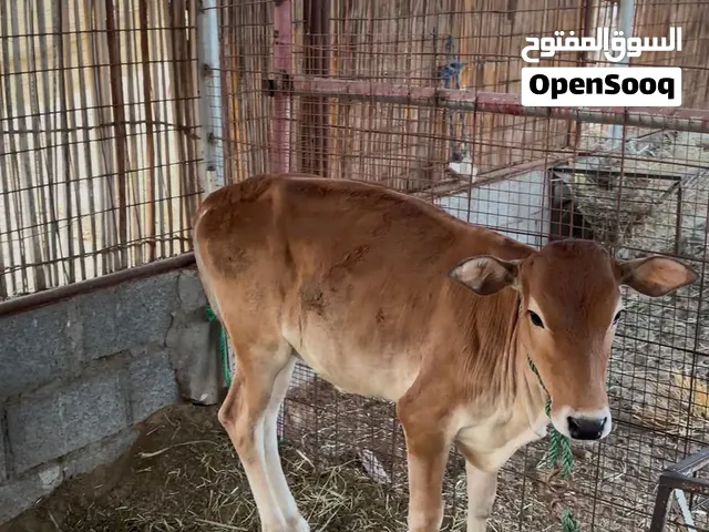 للبيع عجله عمانيه اصل عمرها 11 شهر قابل للتفاوض تواصل واتساب