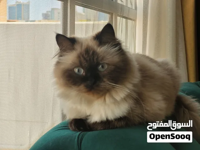 Cat available for adoption