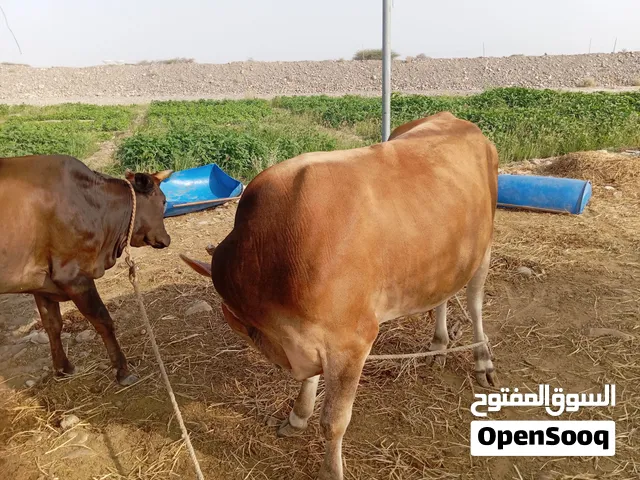 اللي يريد الزين معنا ومضمون والضامن الله ثور جيرسي رباعي اصل وبقره تهجين نمساوي