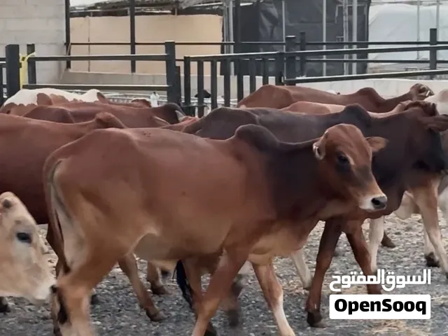 عرض حتى نفاد الكميه ب 230 ريال فقط فرصه الي يريد للأعياد ما يفوت