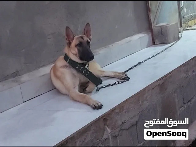 سلام عليكم كلب مالينو للبيع اقرأ التفاصي