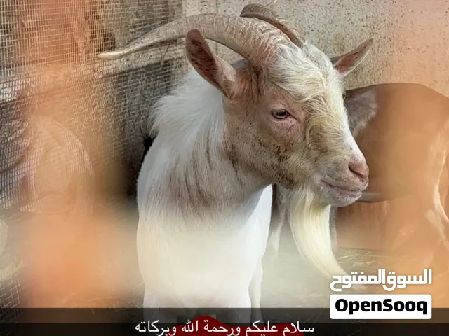 البيع ماعز قزم