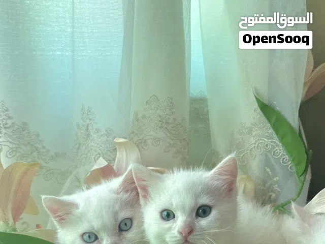 قطط نوع شيرازي انغورا عمر شهرين     الموقع رام الله المصيون -