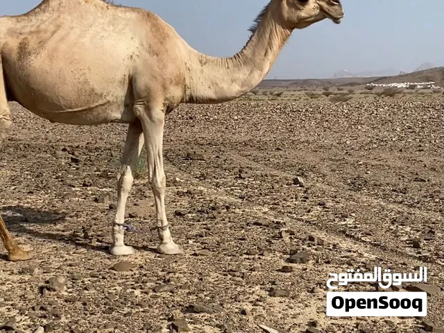 ناقه مدني محليه شكل طيب