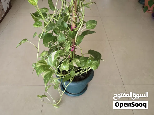 Healthy Large Golden Money Plant with Climbing Pole – Indoor Air Purifying Plant