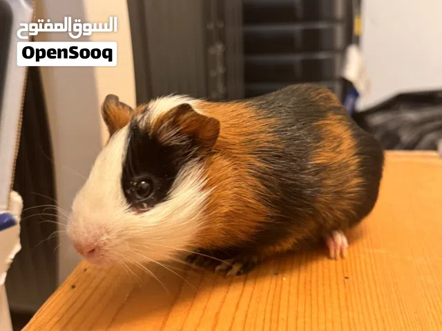 خنزير غيني ذكر