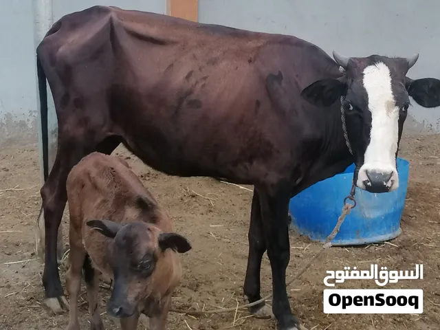 ابقار للبيع      الوصف مهم