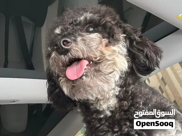 كلب بودل