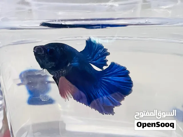 Betta Fish
