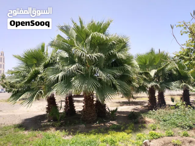 نخيل واشنطونيا نخيل الزينة لتجميل الحدائق العامة والمنازل