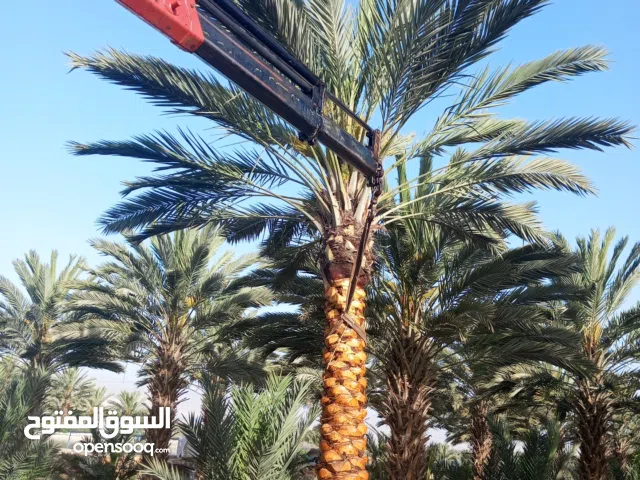 شجر نخيل مثمر وزينه وشنطونيا