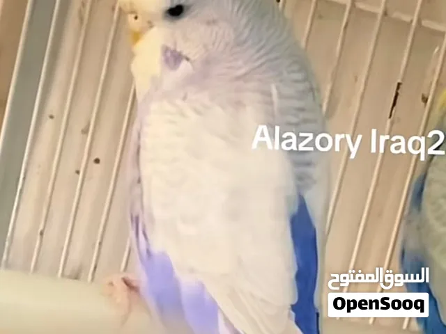 مطلوب طيور حب نفس الشكل مال الصوره الوصف تقره