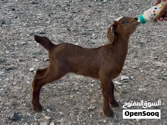 للبيع صخله صغيره مذيار مناسبه للتربيه