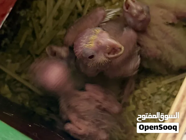 سلام عليكم متاح افراخ كوكتيل اقره الوصف مهم