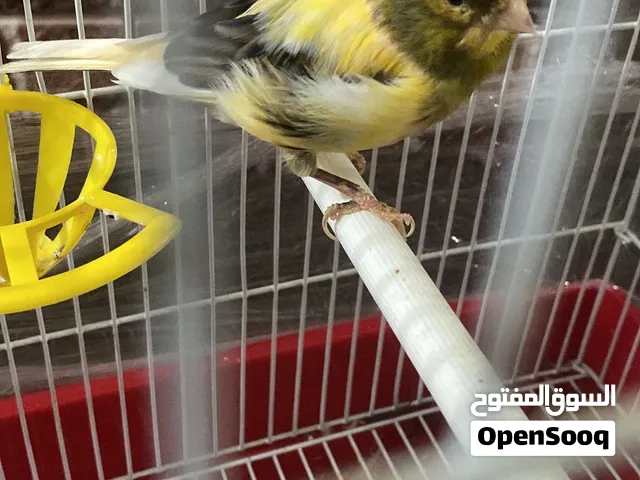 كناري بلدي