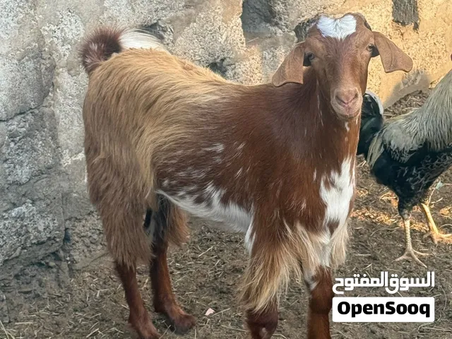 تيوسة الدار ثنين