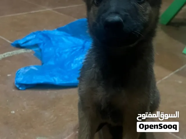 كلبين مولينو للبيع ذكرين جوده عاليه و صحه ما شاء الله تبارك الرحمن من اذكى الكلاب بالعالم