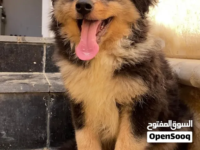 German Spitz