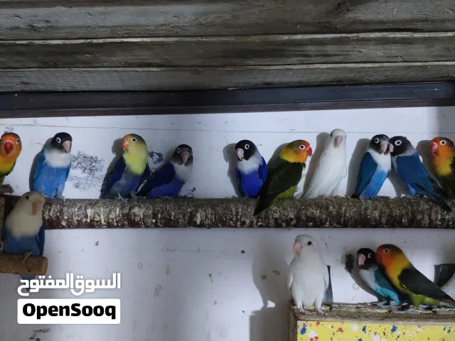غندور مرتبات مال جني