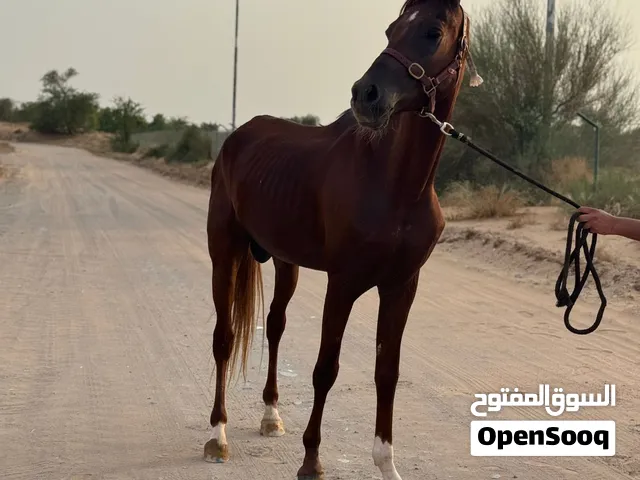 خيل فحل بدون جواز