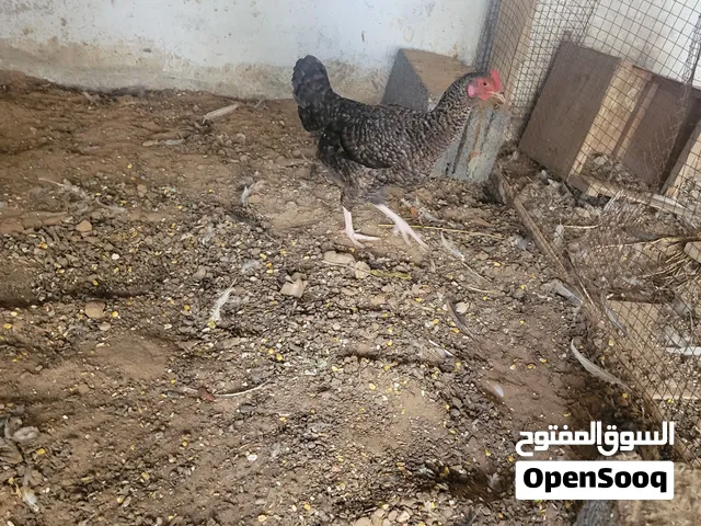 دجاجه عربيه دحي ربي يبارك اي واحد يسومني مليح مبارك
