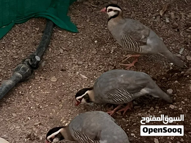 طيور شنا عماني(ذكور)