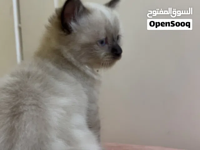 هملايا بيور