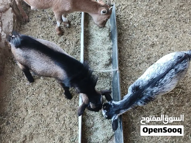معيز كوردي للبيع