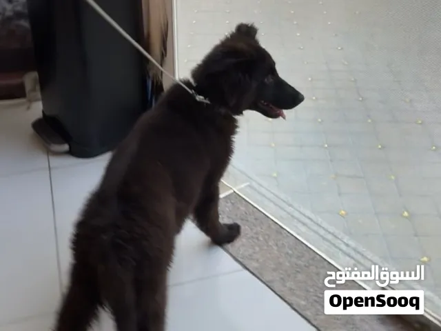 جيرمن بلاك جاك