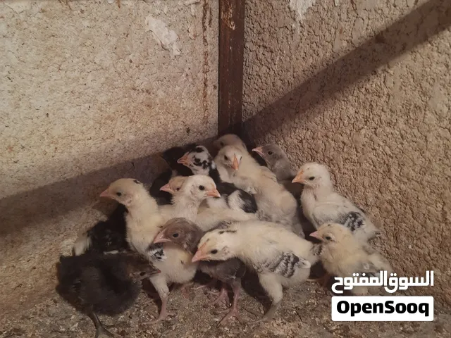 متاح افراخ دجاج عرب ملقحات نشطات عمر 10 ايام زوج 3ونص