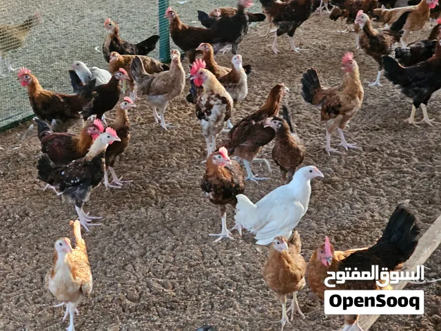 ،،،دجاج،،،
