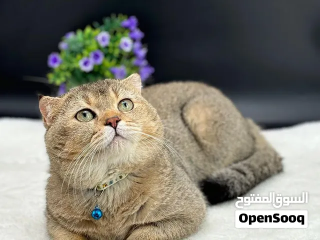 سكوتش فولد للتزاوج