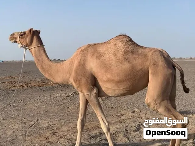 ناقه للبيع ام اربع نبوط التواصل للجادين فقط