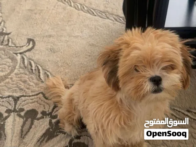 كلب شيتزو للتبني