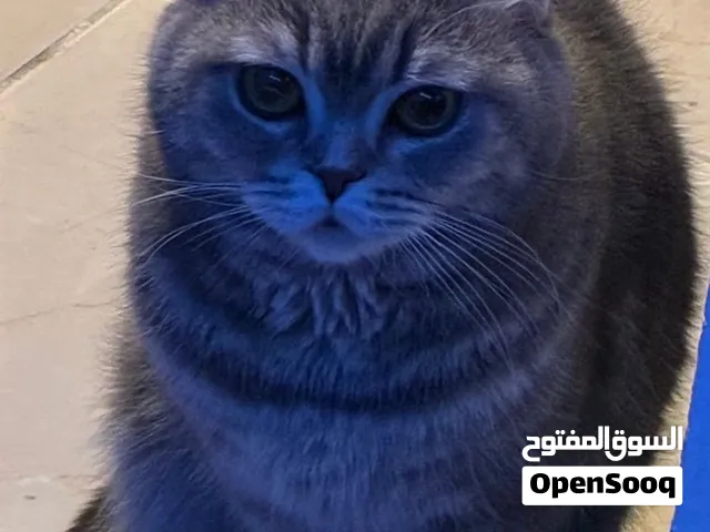 للتبني سكوتش فولد
