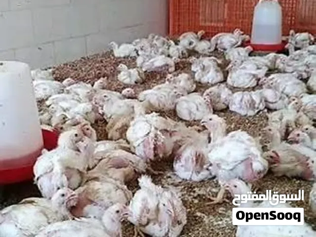 بقايا مسلخ دواجن (كميات كبيره)