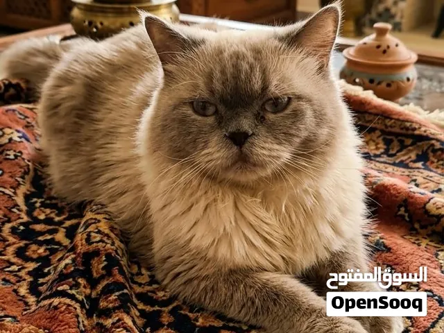 للبيع قط هيمالايا