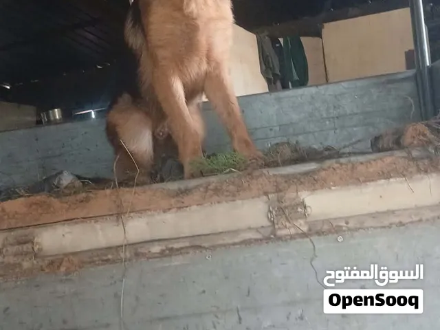 ذكر كستم العمر 8شهور