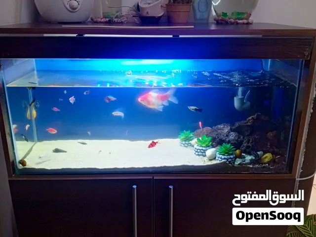 حوض أسماك كامل ومميز مع خزانة خشبية  بحالة ممتازة للبيع