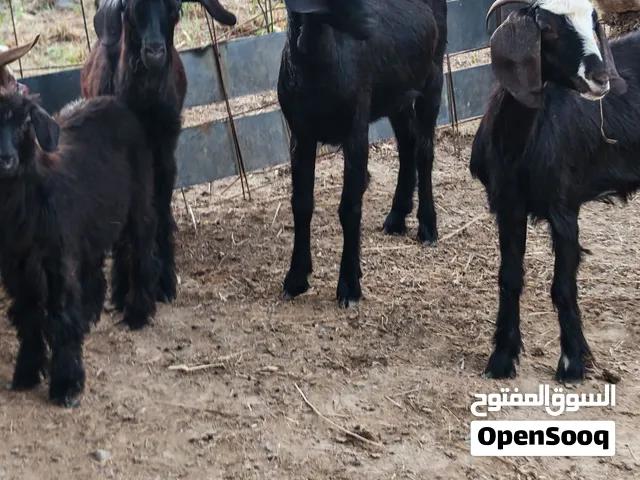 للبيع فقط زرب غنم مع مواليد جاهزات ذبابح ما شاء الله حلال نضيف وبعمر صغير الي يريد يذبح او يربي