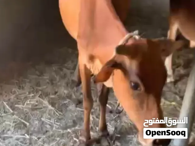 بقره للبيع عشار من شهرين طالبه ثور وخلاص منوخنها وامورها طيبه اللهم بارك وانتاجه طيب