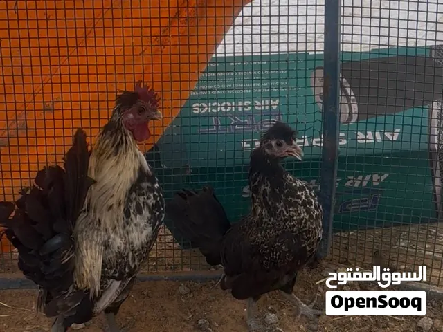 زوج دجاج حبحب كويتي هزاز مستوى فاخر وعينك ميزانك