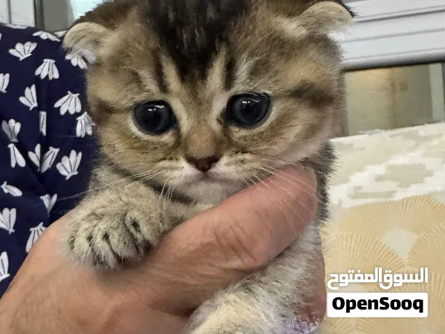 سكوتش فولد