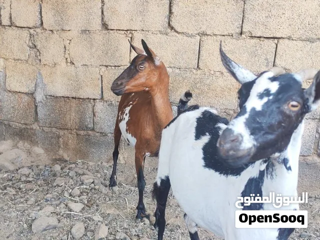 ب س م ال ل ه ال رح