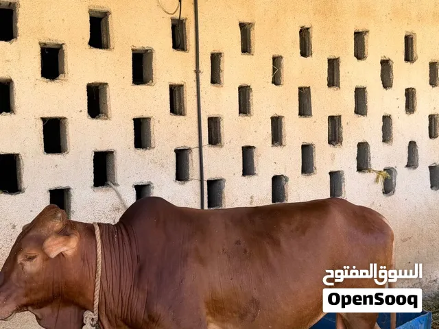 ثيران محليات للبيع الي يدور الزين تبارك الرحمن
