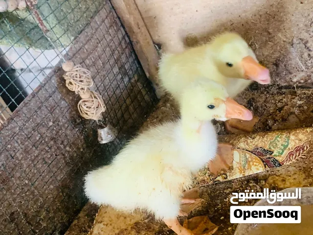 بطوط كوبرا حلوات نشطات زوج
