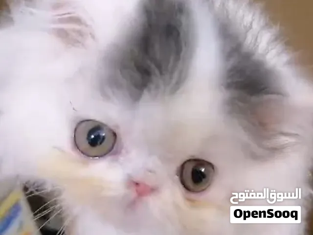 ولد بيرشن زورار فان بلاك شهرين مستوي ماشاء الله اهالي مسجلة