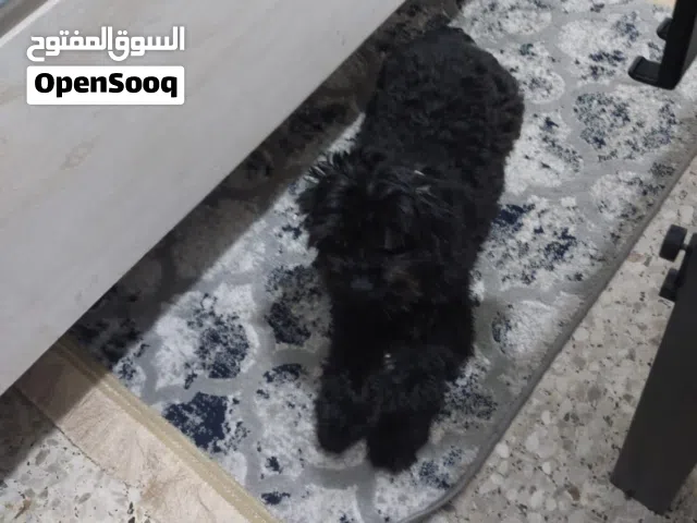 كلب عمره سنه واحده ماخذ كل تطعمياته و ما يشكي من شي الحمدلله معه جواز سفر و متدرب السعر قابل للتفاوض