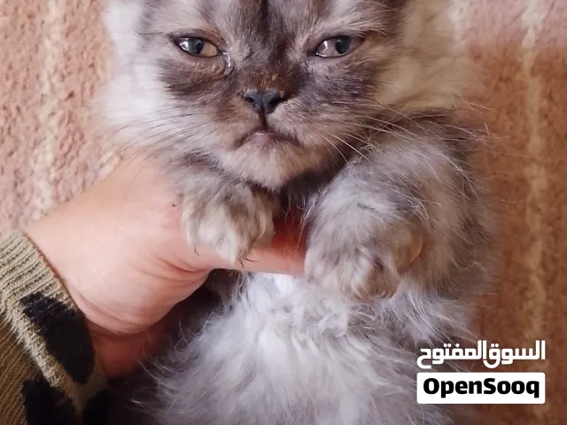 قطط للبيع شيرازي مون فيس